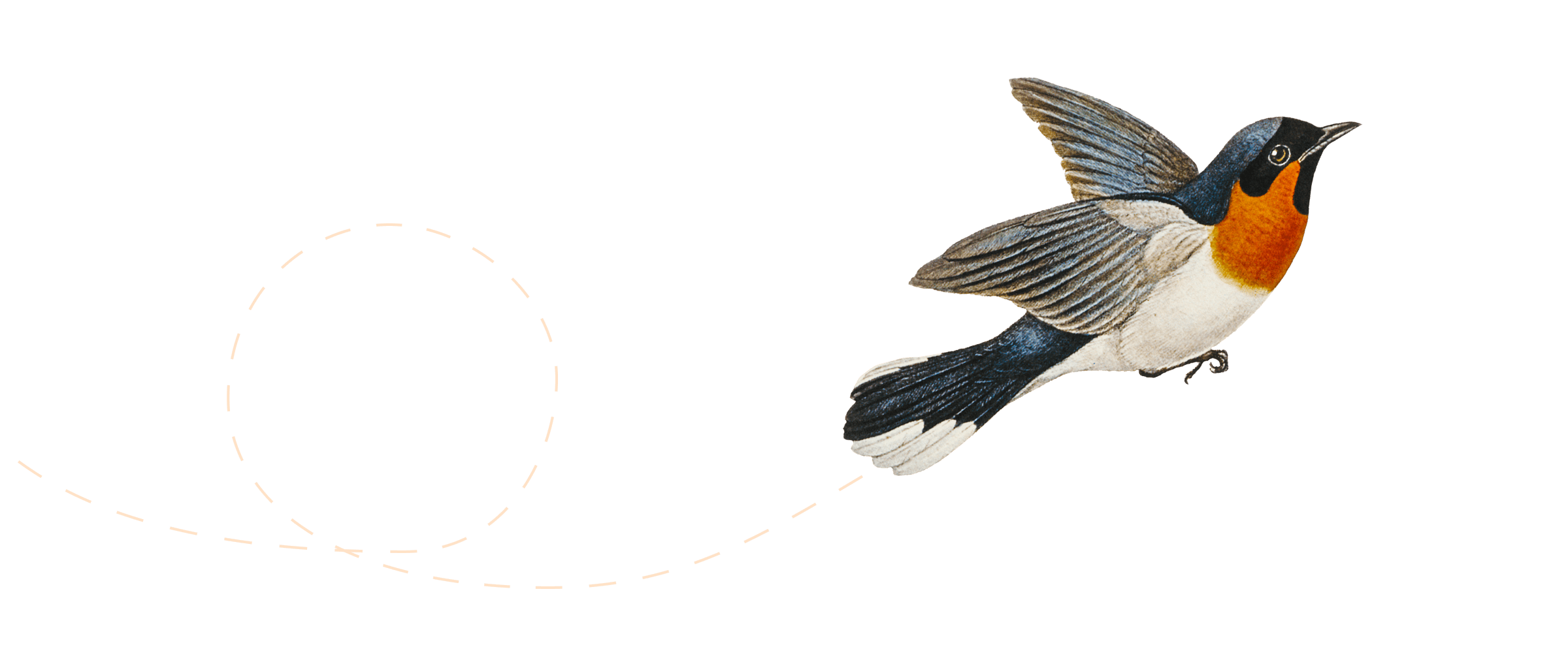Illustrasjon av en fugl som flyr.